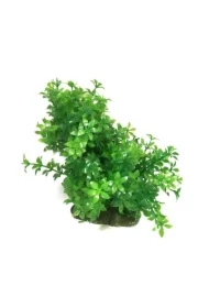 Roślina, do dekoracji akwarium, zielona, plastikowa, 12-18 cm, gęsta w drobne liście