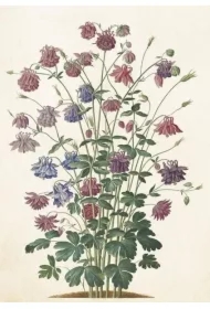 Karnet ST510 B6 + koperta Orlik pospolity