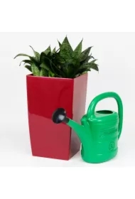 Konewka spring zielona