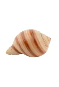 Dekoracja akwarystyczna muszka gładka 7cm