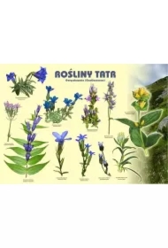Tablica 100x72cm Rośliny Tatr. Goryczkowate