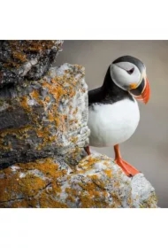 Karnet kwadrat z kopertą. BBC Earth. Puffin