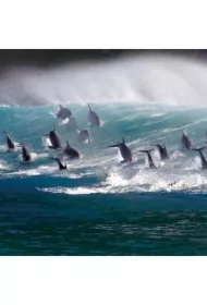 Karnet kwadrat z kopertą Surfing Bottlenose Doplhi