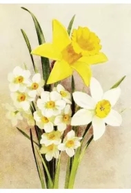 Karnet ST506 B6 + koperta Żonkil