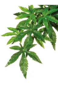 Roślina sztuczna &ndash; Silk Abuliton, S