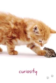 Cat Wisdom, karty do wróżenia