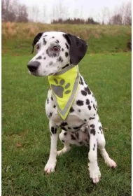 Bandanka odblaskowa (s-m) 29 x 42cm