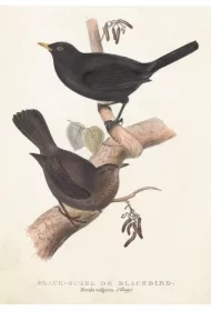 Karnet ST385 B6 + koperta Kos i drozd