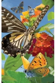 Mini kartka 3D Motyl
