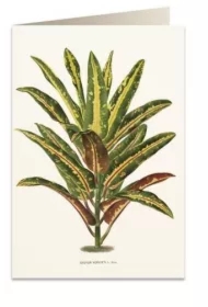 Karnet B6 + koperta 6063 Dracena Croton