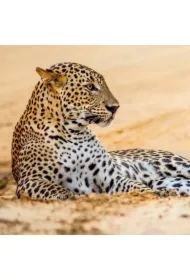 Karnet kwadrat z kopertą Leopard in sand