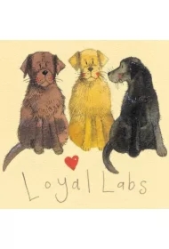 Magnes FM15 Labradory