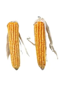 Kolby kukurydzy