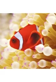 Karnet kwadrat z kopertą Clownfish in sea anemone