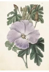 Karnet ST511 B6 + koperta Hibiskus