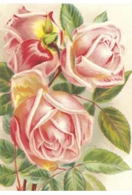 Karnet ST472 B6 + koperta Różowe róże