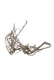 Korzeń Japoński Czarny S, 10-15 cm