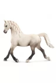 SLH klacz rasy Arabskiej "14 137615