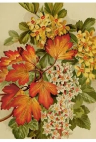 Karnet ST492 B6 + koperta Jesienne liście