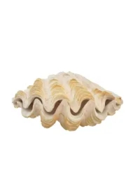 Dekoracja akwarystyczna muszla perłowa duża 18cm