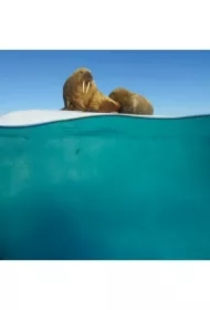 Karnet kwadrat z kopertą Walrus Mother and Calf niebieski