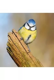 Karnet kwadrat z kopertą Blue Tit