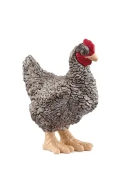 Kura rasy Plymouth Rock