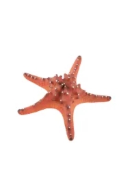 Dekoracja akwarystyczna rozgwiazda czerwona duża 22cm