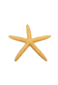 Dekoracja akwarystyczna rozgwiazda zółta 11cm