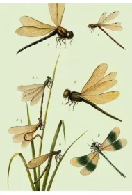 Karnet B6 + koperta Ważki