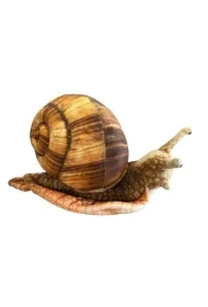 Ślimak 35cm