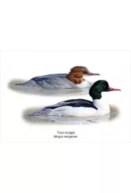 Obraz A4 Tracz nurogęś