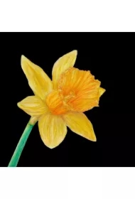 Karnet z kopertą SB13 Narcyz