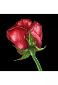 Karnet z kopertą SB11 Czerwona róża