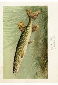 Karnet ST478 B6 + koperta Szczupak