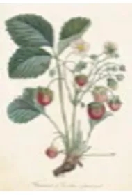 Karnet ST238 B6 + koperta Roślina truskawki