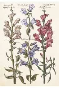 Karnet ST512 B6 + koperta Niebieskie kwiaty