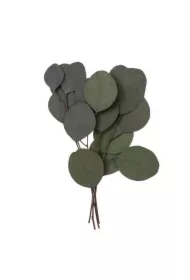 Eukaliptus populus 4 gałązki ok. 20cm zielony