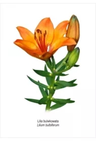 Obraz A4 Lilia bulwkowata