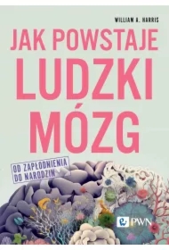 Jak powstaje ludzki mózg. Od zapłodnienia do narodzin