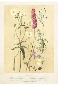 Karnet ST445 B6 + koperta Kwiaty polne lato