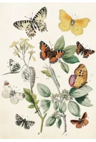 Karnet ST368 B6 + koperta Motyle