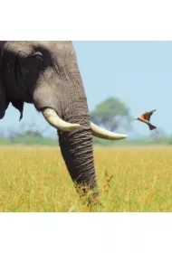 Karnet kwadrat z kopertą African Bull Elephant