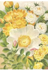 Karnet ST473 B6 + koperta Żółte róże