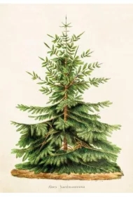 Karnet ST323 B6 + koperta Jodła