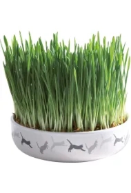 Miska ceramiczna 15 x 4cm na trawę dla kota