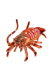 Homar 33cm