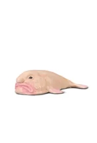 Blobfish