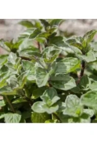 100% naturalny olejek eteryczny mięta