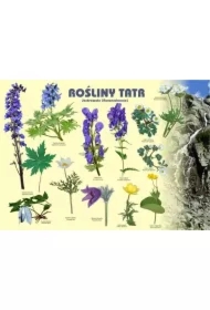 Tablica 100x72cm Rośliny Tatr. Jaskrowate